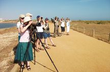 Alvor lagoon birdwatching tour