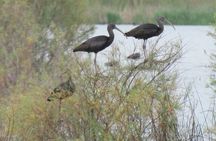 Lagoa dos Salgados half-day birdwatching tour