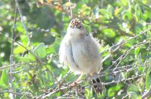 Abicada lagoon and Alvor dunes birdwatching tour