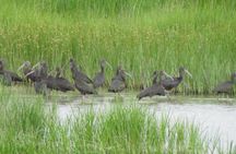 Abicada lagoon and Alvor dunes birdwatching tour