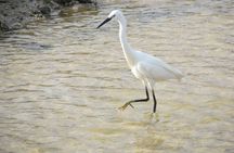 Alvor dunes birdwatching tour