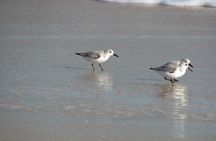 Alvor dunes birdwatching tour