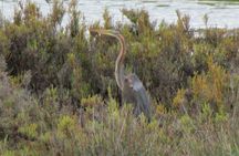 Abicada lagoon half-day tour