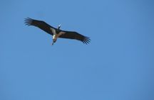 Sagres full-day birdwatching tour