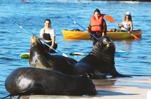 Marina Del Rey kayak and paddleboard tour with sea lions