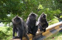Private nature trip to Cameron Highlands from Kuala Lumpur