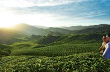 Private nature trip to Cameron Highlands from Kuala Lumpur