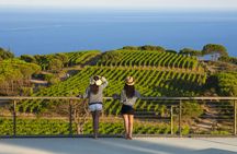 Wine tasting and visit to Ripalte design winery
