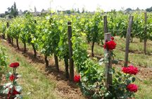 Half-day trip to Saint-Emilion wine estates from Bordeaux