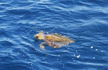 Sailing experience  with dolphin watching  in Fuerteventura