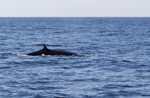 Sailing experience  with dolphin watching  in Fuerteventura