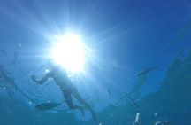 Sailing experience  with dolphin watching  in Fuerteventura