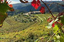 Discover Valpolicella with a winemaker
