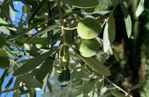 Valpolicella private tour with olive oil tasting