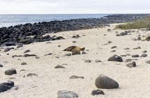 Lobos Island guided tour from San Cristobal Island