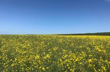 Private Edinburgh walking tour - See stunning landscapes and views with a local