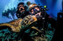 Great Barrier Reef Snorkeling and Diving Cruise