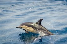 Algarve caves and dolphin watching tour