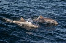 Guaranteed Whale Watching in San Diego