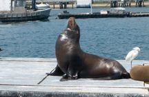 San Diego 2-hour full bay cruise