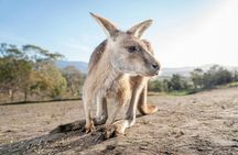 Bonorong Wildlife Sanctuary general admission