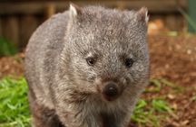Bonorong Wildlife Sanctuary general admission
