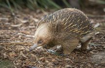 Bonorong Wildlife Sanctuary general admission