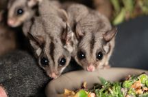 Bonorong Wildlife Sanctuary Night Tour