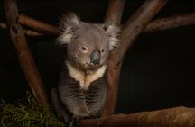 Bonorong Wildlife Sanctuary Night Tour