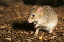 Bonorong Wildlife Sanctuary Night Tour