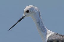 Birdwatching boat tour in Lisbon