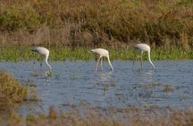 Birdwatching boat tour in Lisbon