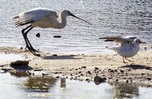 Birdwatching boat tour in Lisbon