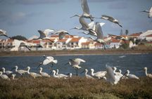 Birdwatching boat tour in Lisbon