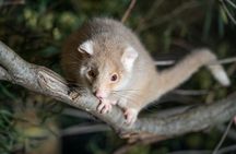 Bonorong Wildlife Sanctuary Night Tour