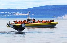 Tadoussac whale watching cruise on a zodiac boat