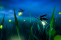 Batu Caves, Bukit Melawati and the fireflies private tour with dinner