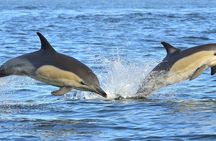 Dolphin and cave watching cruise aboard the Insónia