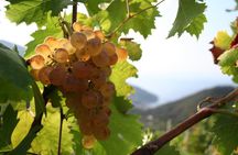 Olbia Wine Tour by Tuk-Tuk or Minivan