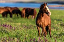 Horse riding private tour in Comporta natural reserve