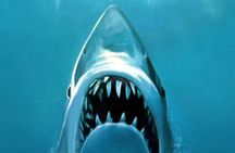 Martha's Vineyard Jaws movie private tour