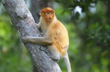 Klias mangrove wildlife and fireflies tour