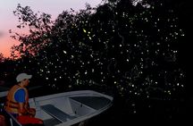 Klias mangrove wildlife and fireflies tour