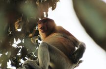 Klias mangrove wildlife and fireflies tour