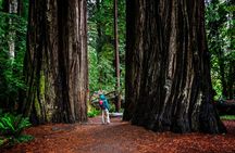 California Redwoods & Wine Country Tour