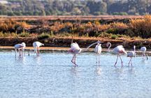 Faro and Ria Formosa bike tour
