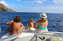 Whale and dolphin watching private tour