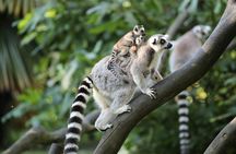 Entrance ticket for ZooParc de Beauval