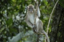 Tamau mangrove wildlife and fireflies tour