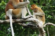 Tamau mangrove wildlife and fireflies tour